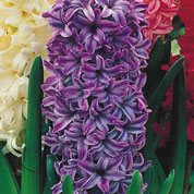 bulbes jacinthe petit prix - fin de saison